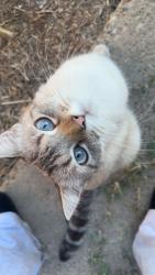 Lost Female Cat last seen Backwoods, Oakdale, CA 95361