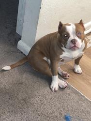 Lost Female Dog last seen Someone possibly picked her up in my apmts and left with her, Atlanta, GA 30311