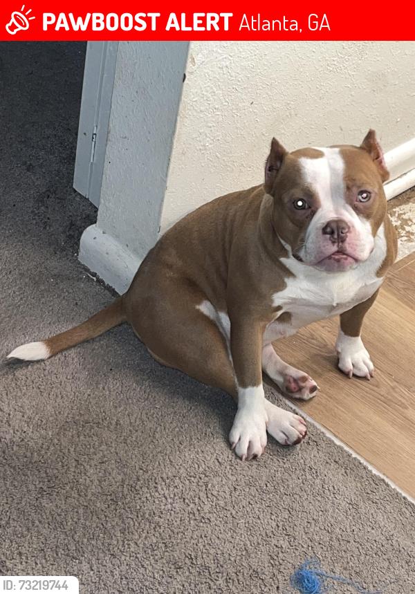 Lost Female Dog last seen Someone possibly picked her up in my apmts and left with her, Atlanta, GA 30311