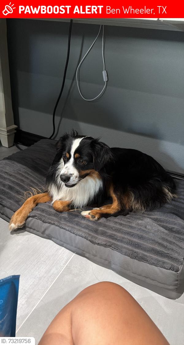 Lost Male Dog last seen 858&4701, Ben Wheeler, TX 75754