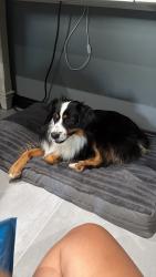 Lost Male Dog last seen 858&4701, Ben Wheeler, TX 75754