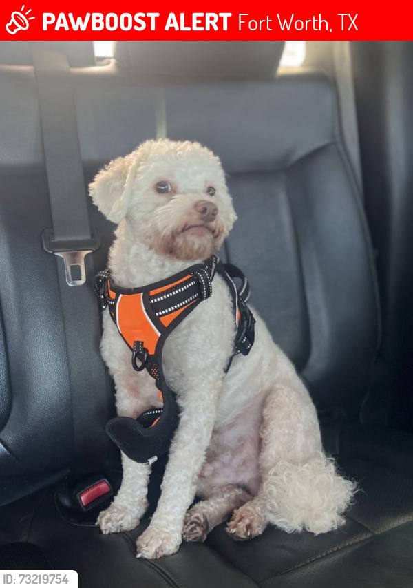 Lost Male Dog last seen Haynie st 76112, Fort Worth, TX 76112