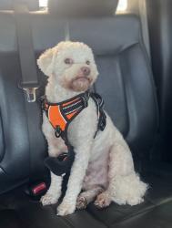 Lost Male Dog last seen Haynie st 76112, Fort Worth, TX 76112