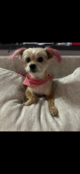 Reunited Female Dog last seen Clayton & lone mountain, North Las Vegas, NV 89031