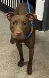 Shelter Stray Female Dog last seen Near E 149, 4th District, OH, 9203 Detroit Ave, Cleveland, OH 44102, USA