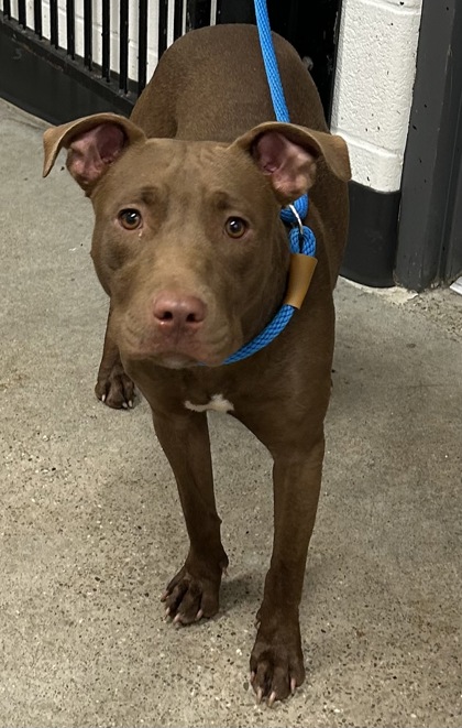 Shelter Stray Female Dog last seen Near E 149, 4th District, OH, 9203 Detroit Ave, Cleveland, OH 44102, USA