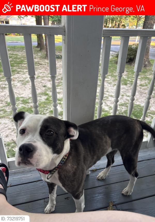 Lost Female Dog last seen Hearthside and branchester parkway, Prince George, VA 23875