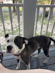 Lost Female Dog last seen Hearthside and branchester parkway, Prince George, VA 23875