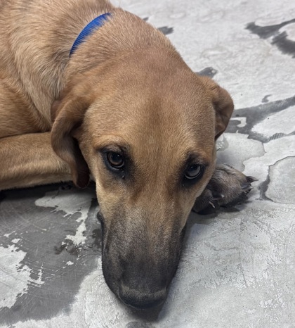 Shelter Stray Female Dog last seen Near S Martin Rd, Toppenish, WA, 2405 W Birchfield Rd, Yakima, WA 98901, USA