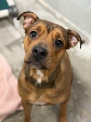 Shelter Stray Female Dog last seen Near MOOSE RIVER CT, Rancho Cordova, CA, 6201 Florin Perkins Rd, Sacramento, CA 95828, USA