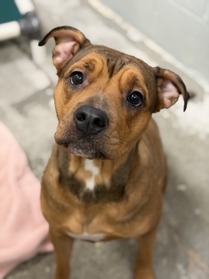 Shelter Stray Female Dog last seen Near MOOSE RIVER CT, Rancho Cordova, CA, 6201 Florin Perkins Rd, Sacramento, CA 95828, USA