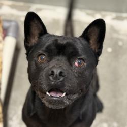 Shelter Stray Male Dog last seen W. La Loma Blvd at Folsom Blvd, Rancho Cordova, CA, 6201 Florin Perkins Rd, Sacramento, CA 95828, USA