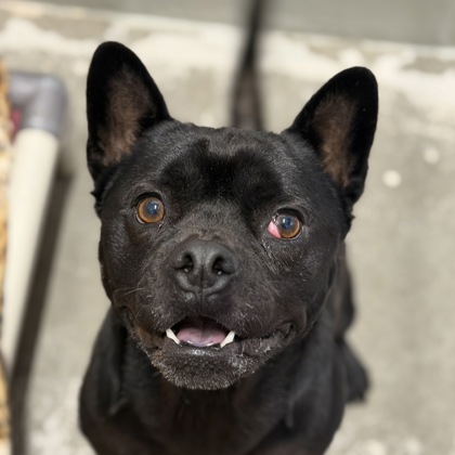 Shelter Stray Male Dog last seen W. La Loma Blvd at Folsom Blvd, Rancho Cordova, CA, 6201 Florin Perkins Rd, Sacramento, CA 95828, USA