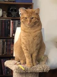 Reunited Male Cat last seen Sterling drive, Iowa City, IA 52240