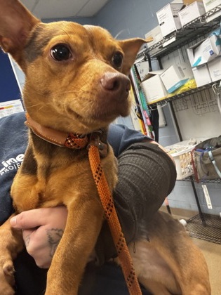 Shelter Stray Male Dog last seen Near Chupp Road 21103 Lithonia, 30058, 30058, GA, 3280 Chamblee Dunwoody Rd, Chamblee, GA 30341, USA