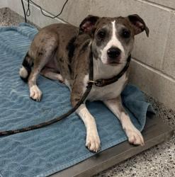 Shelter Stray Female Dog last seen Near Locust, 64131, MO, 7077 Elmwood Ave, Kansas City, MO 64132, USA