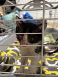 Shelter Stray Male Cat last seen Picked up from VEG, Oakland,, 1101 29th Ave, Oakland, CA 94601, USA