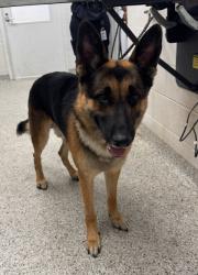 Shelter Stray Male Dog last seen Near E 109th Street, 64134, MO, 7077 Elmwood Ave, Kansas City, MO 64132, USA