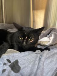Shelter Stray Male Cat last seen 17th St, Oakland, CA, 1101 29th Ave, Oakland, CA 94601, USA