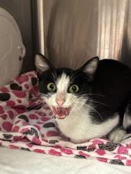 Shelter Stray Unknown Cat last seen Near Apricot, Oakland,, 1101 29th Ave, Oakland, CA 94601, USA