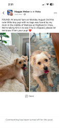 Found/Stray Male Dog last seen Highland and Melrose, Vista, CA 92083