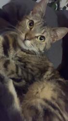 Lost Female Cat last seen Around First Hill Park, Seattle, WA 98101