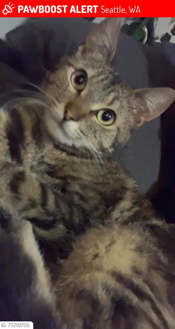 Lost Female Cat last seen Around First Hill Park, Seattle, WA 98101