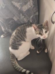 Lost Female Cat last seen New berry and wildbriar Ct W, Fort Worth, TX 76120