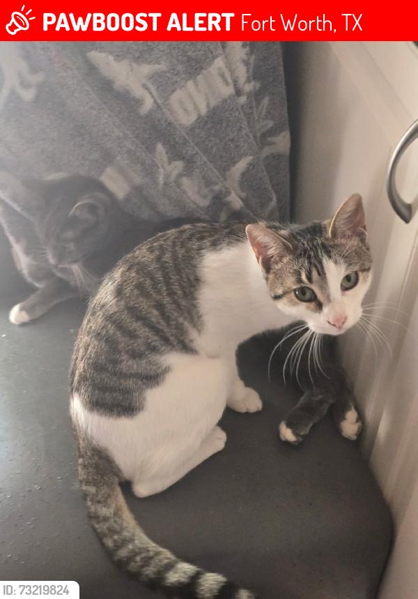 Lost Female Cat last seen New berry and wildbriar Ct W, Fort Worth, TX 76120