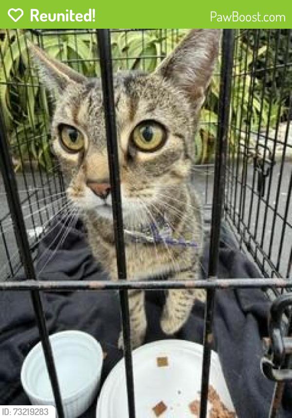 Reunited Unknown Cat last seen cliff, Aptos, CA 95003
