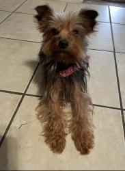 Lost Male Dog last seen Laredo, silver oaks rd, ruben m torres, Brownsville, TX 78521