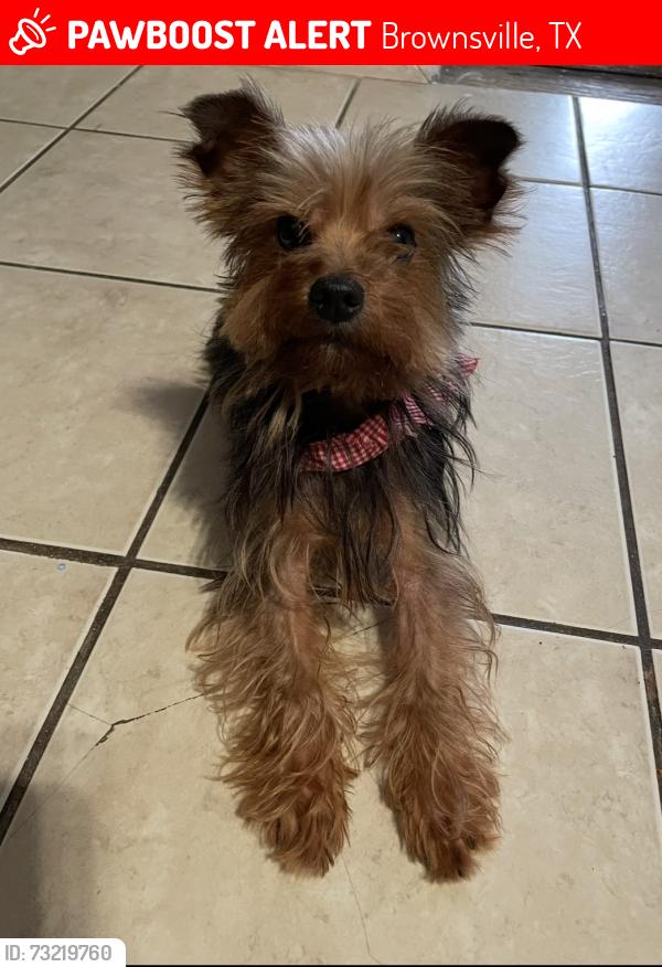 Lost Male Dog last seen Laredo, silver oaks rd, ruben m torres, Brownsville, TX 78521