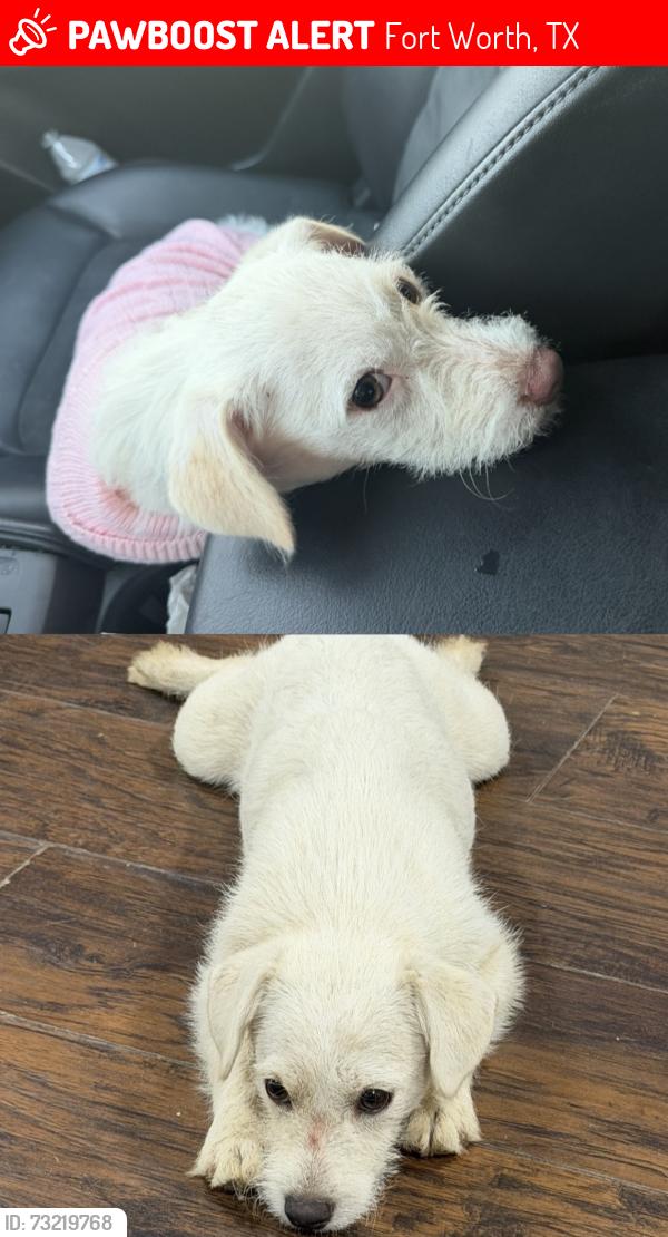 Lost Male Dog last seen Haynie st 76112, Fort Worth, TX 76112