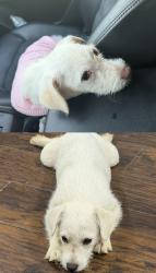 Lost Male Dog last seen Haynie st 76112, Fort Worth, TX 76112