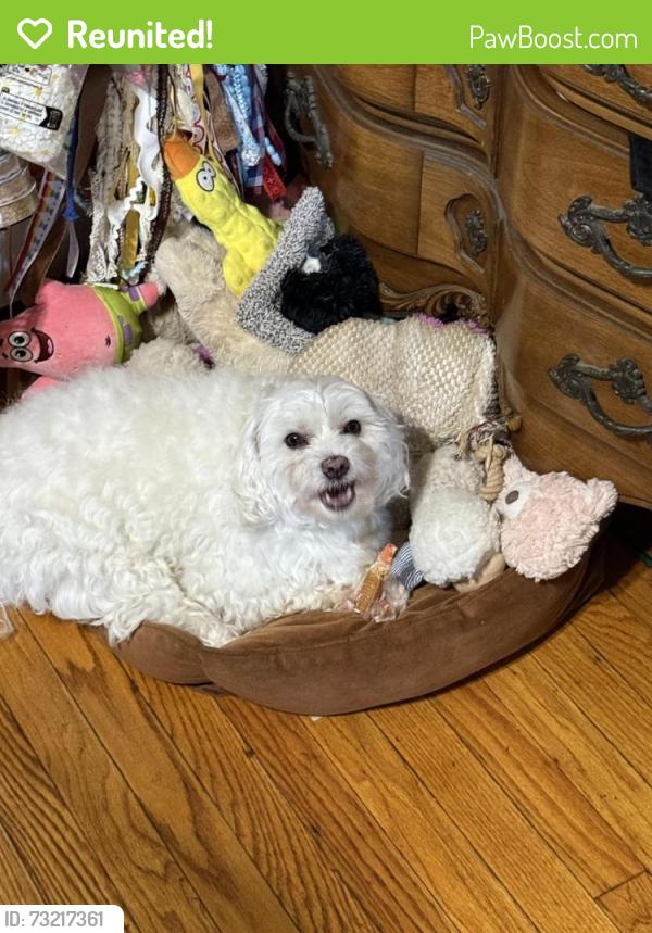 Reunited Male Dog last seen South Cottage Street and Merrick Road, Valley Stream, NY 11580
