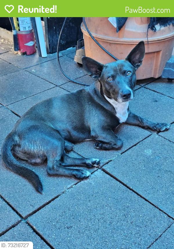 Reunited Male Dog last seen River bike path passing 605 fwy bridge, Pico Rivera, CA 90660