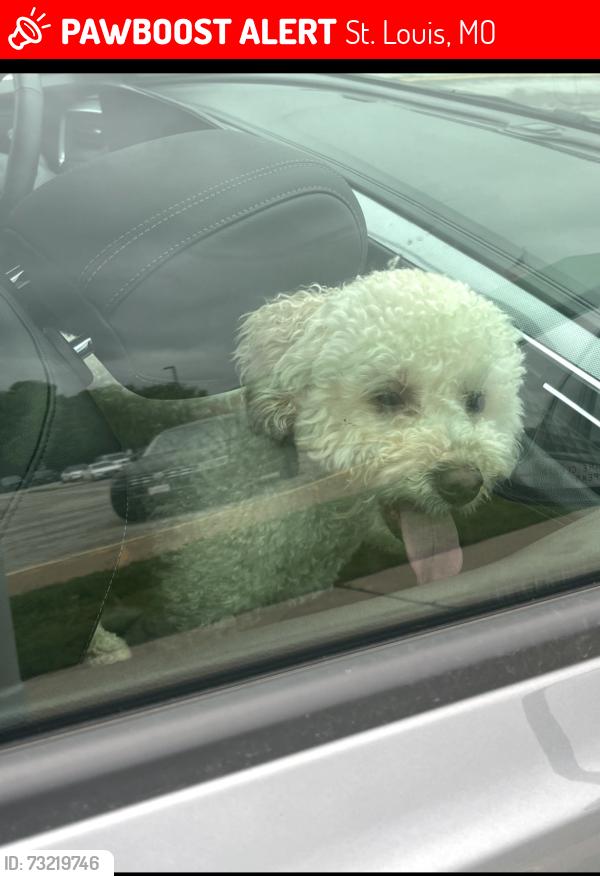 Lost Female Dog last seen Landseer & Pershall Rd, St. Louis, MO 63136