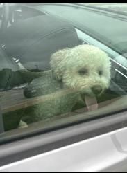Lost Female Dog last seen Landseer & Pershall Rd, St. Louis, MO 63136