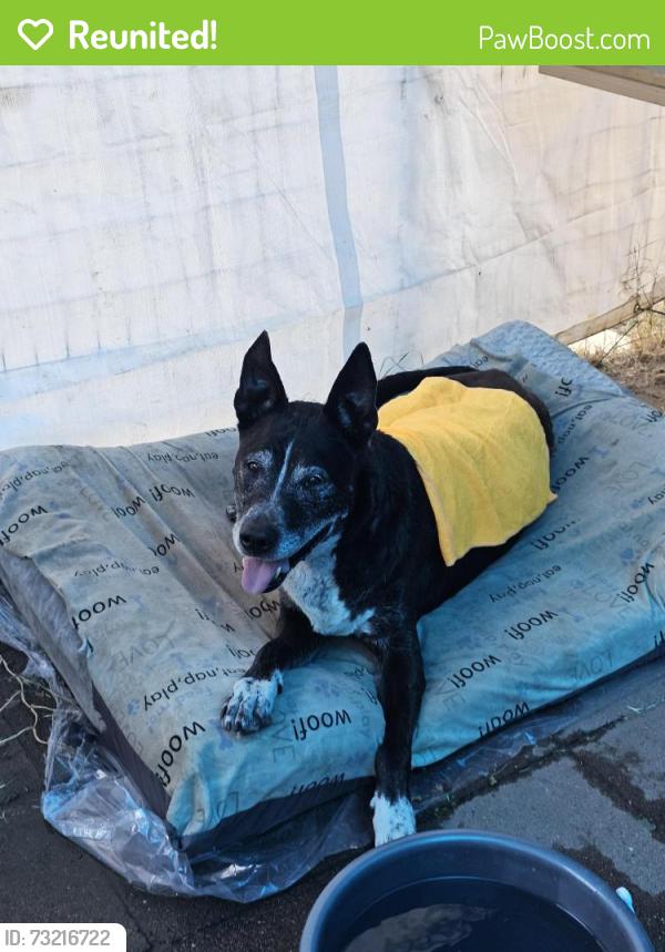 Reunited Male Dog last seen River bike path passing 605 fwy bridge, Pico Rivera, CA 90660