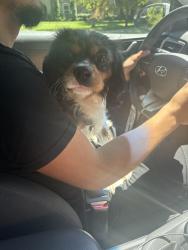 Reunited Male Dog last seen Pocket Rush River, Sacramento, CA 95831