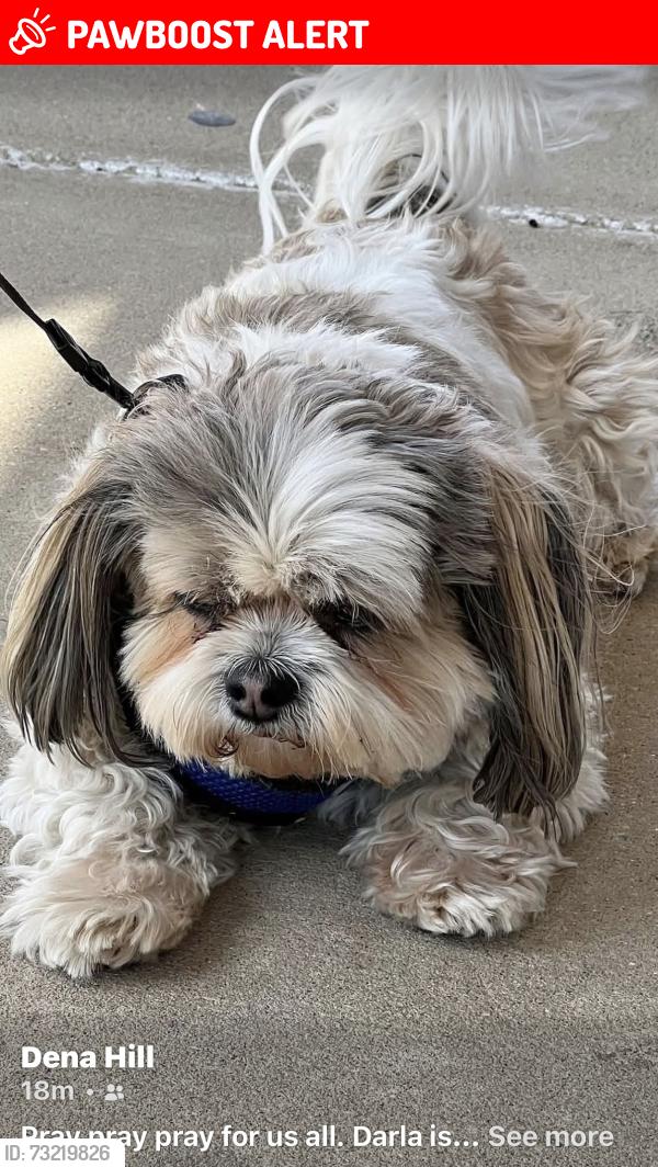 Lost Female Dog last seen Bakerton, Shenandoah Junction, WV 25442