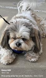 Lost Female Dog last seen Bakerton, Shenandoah Junction, WV 25442
