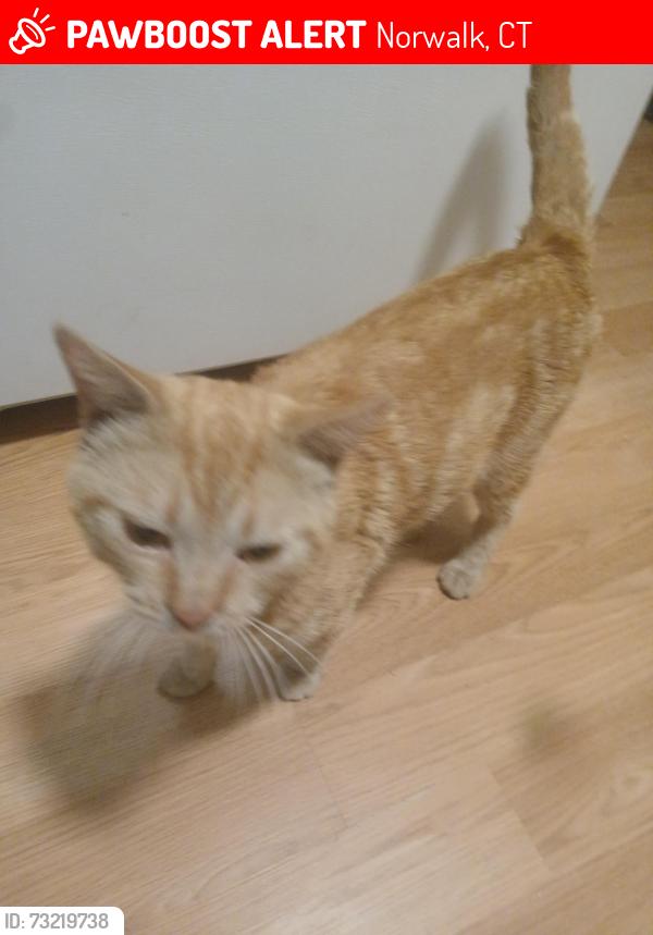 Lost Male Cat last seen Olean,hemlock,and ely, Norwalk, CT 06854