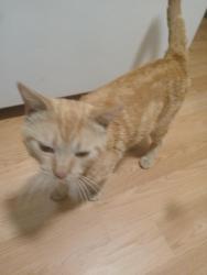 Lost Male Cat last seen Olean,hemlock,and ely, Norwalk, CT 06854