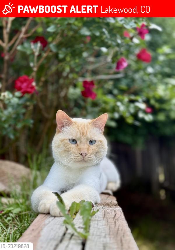 Lost Male Cat last seen Kipling and Jewel, Lakewood, CO 80227