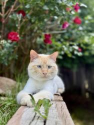 Lost Male Cat last seen Kipling and Jewel, Lakewood, CO 80227