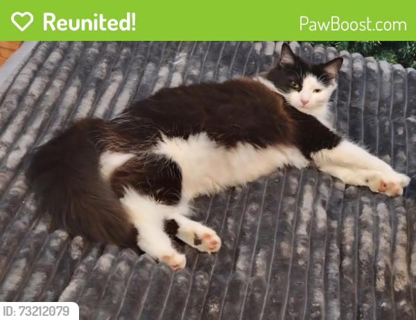 Reunited Female Cat last seen Wallace Drive/Glendale Drive, Wilson, NC 27893