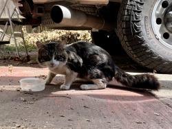 Found/Stray Unknown Cat last seen W MacArthur & Market, Oakland, CA 94608