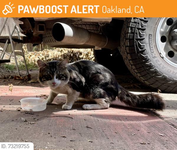 Found/Stray Unknown Cat last seen W MacArthur & Market, Oakland, CA 94608