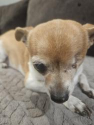 Lost Female Dog last seen Near west Crockett drive, Kearns, UT 84118